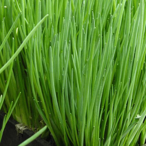 Chive - Staro - Heaviest Leaf