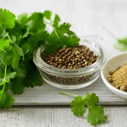 Cilantro / Coriander - Santo