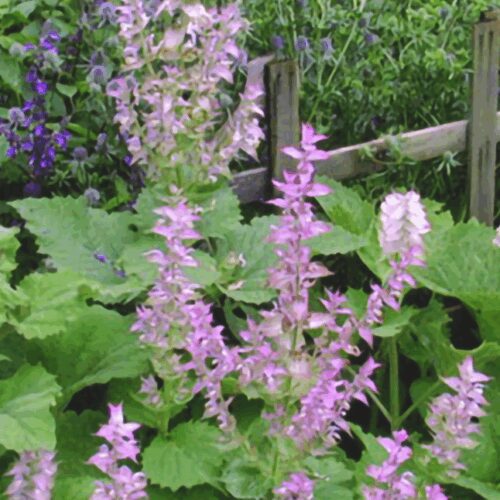 Clary Sage - Salvia sclarea
