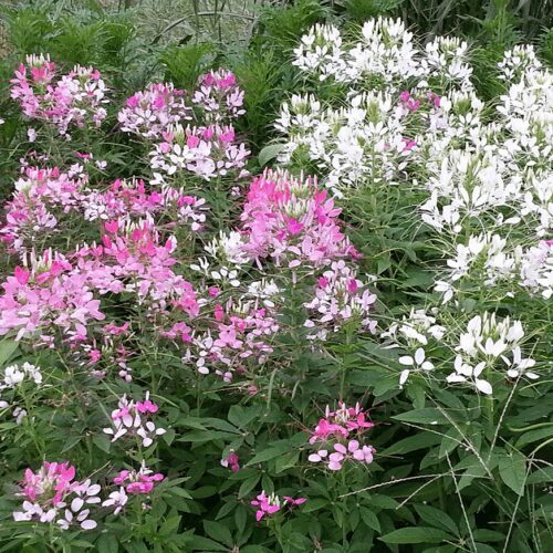 Cleome