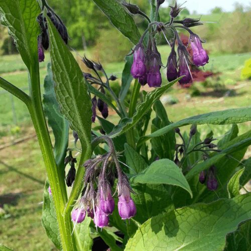 Comfrey - Symphytum Officinale
