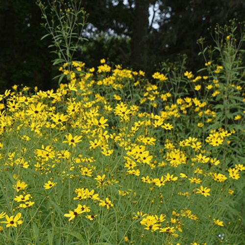 Coreopsis - Tall - Tripterisn, Tickseed