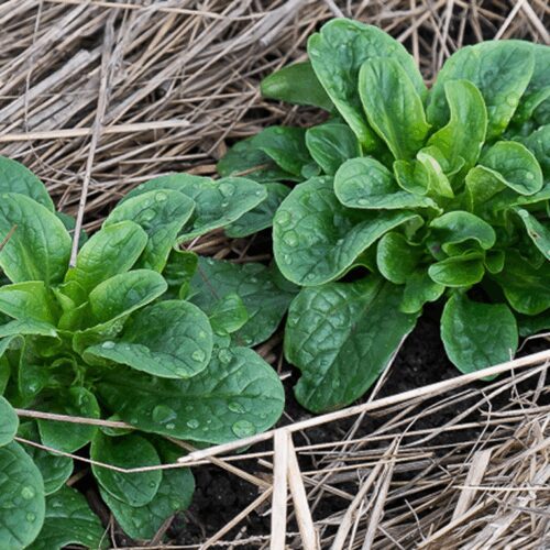 Corn Salad - Mache - Valerianella locusta