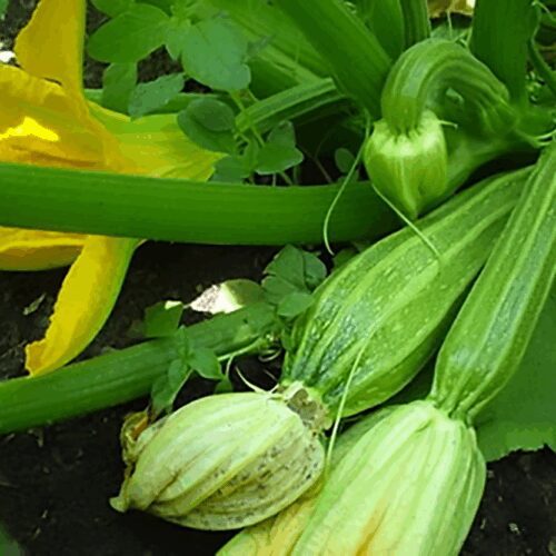 Costata Romanesco - Summer Squash - Zucchini