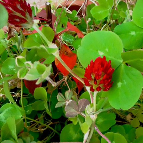 Crimson Clover - Trifolium Incarnatum