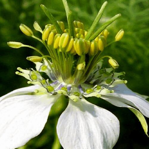 Cumin - Black - Nigella Sativa