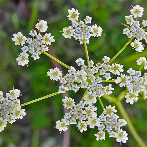 Cumin - Cuminum Cyminum