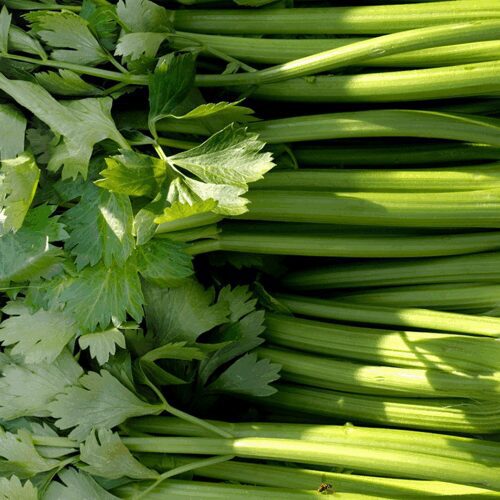 Chinese Cutting Celery - Apium graveolens