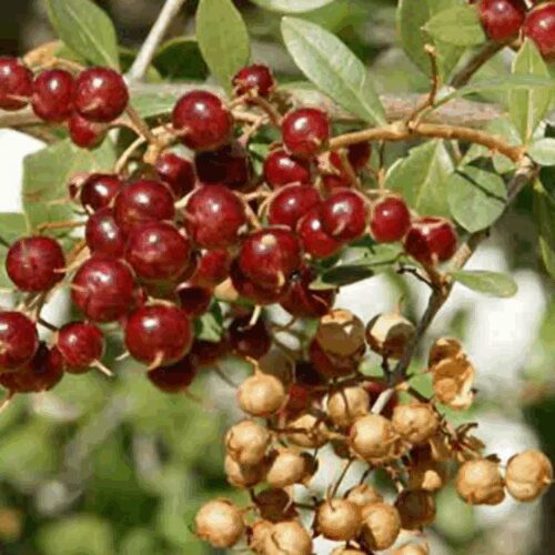 Henna - Lawsonia Inermis