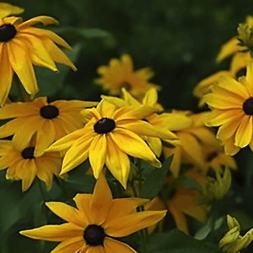 Rudbeckia Fulgida - Early Bird - Dwarf
