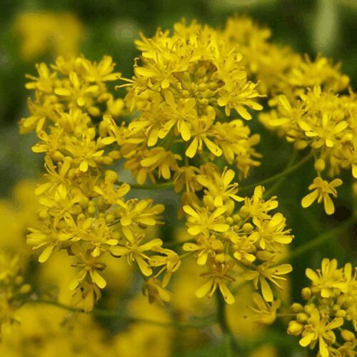 Dyer’s Woad - Isatis Tinctoria