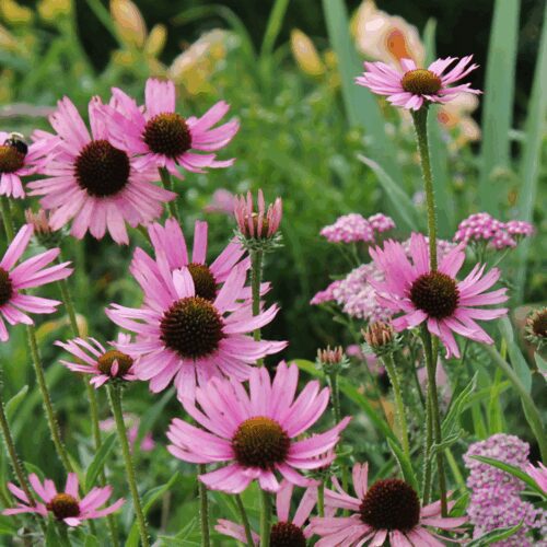 Tennessee Coneflower - Echinacea Tennesseensis