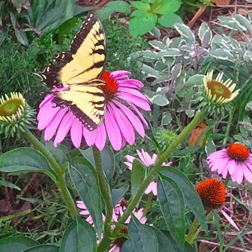 Coneflower - Echinacea Purpurea