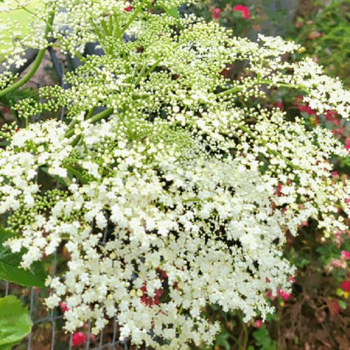 Elderberry Seeds - Sambucus nigra