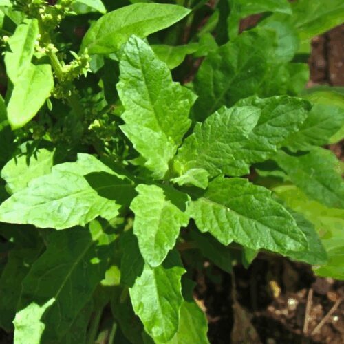Epazote - Chenopodium Ambrosioides