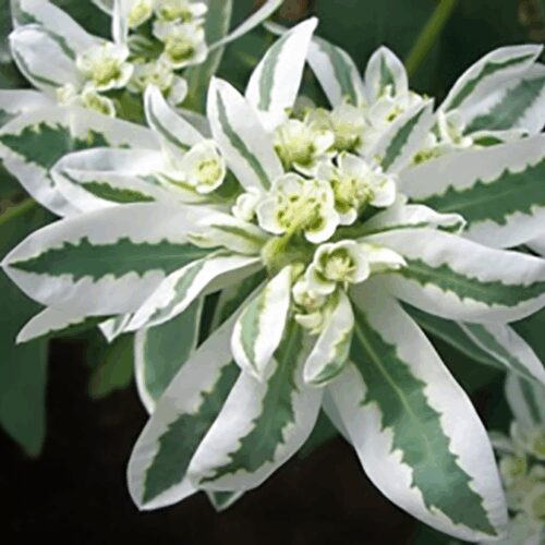 Euphorbia Marginata - Early Snow