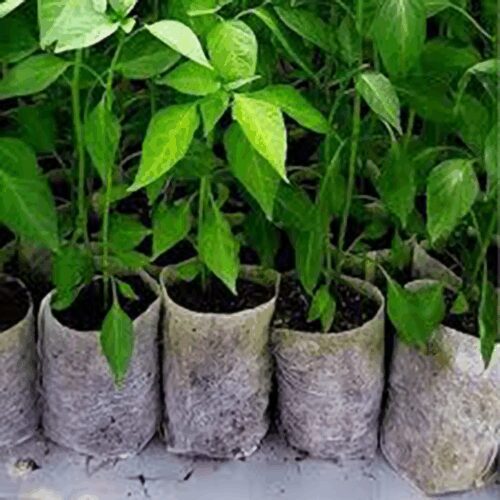 Fabric Seed Starter Pots - Biodegradable and Non-Woven