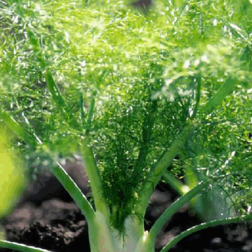Fennel Florence - Green