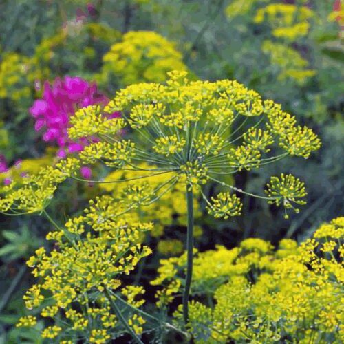 Dill - Fernleaf