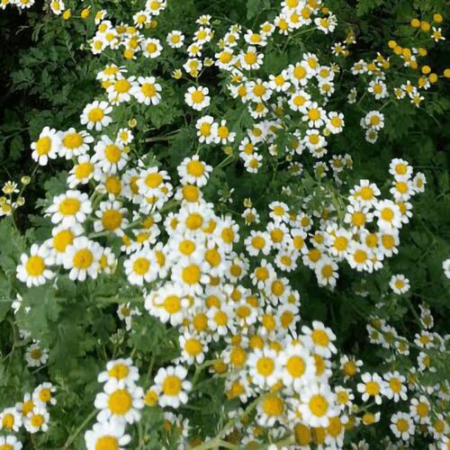 Feverfew - Tanacetum Parthenium