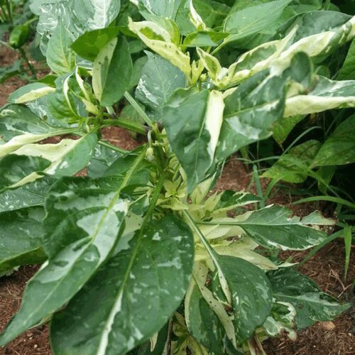Fish - Capsicum Annuum
