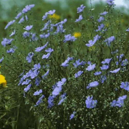 Flax, Blue - Linum lewisii (Linaceae)