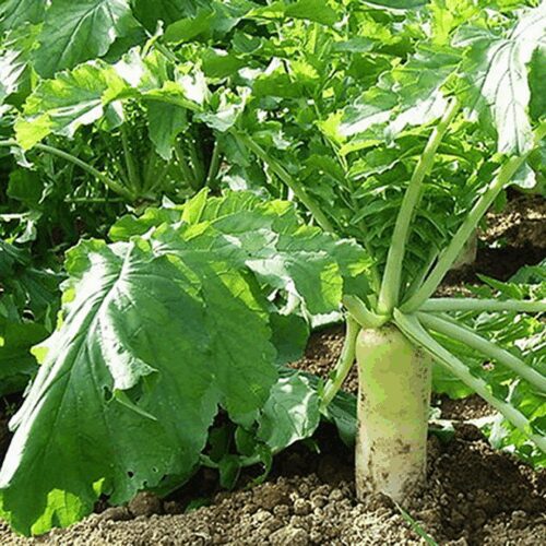 Daikon - “Fracking” - (Tillage) Radish