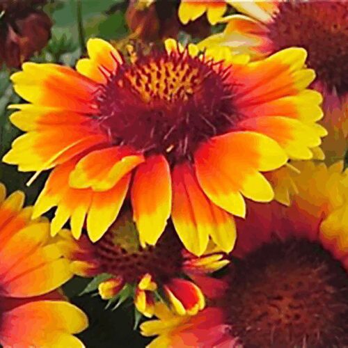 Blanket Flower - Gaillardia aristata - "Bijou"