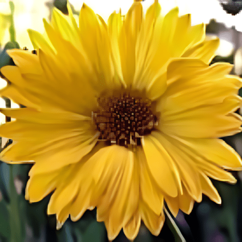 Gaillardia Aristata - Aurea Pura