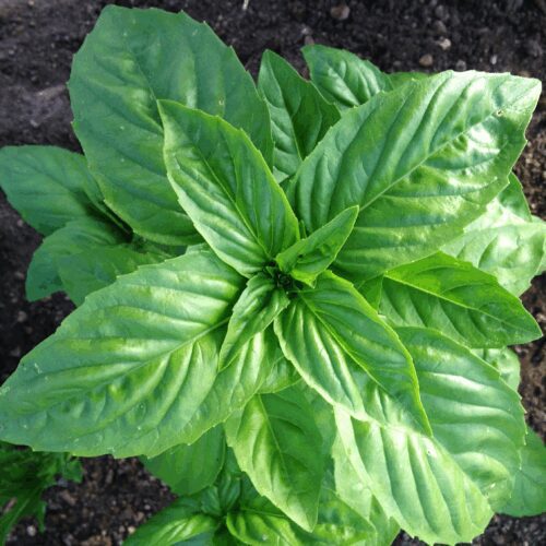 Genovese - Basil - Ocimum Basilicum