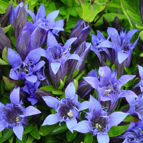 Gentiana Paradoxa - Blue Herald