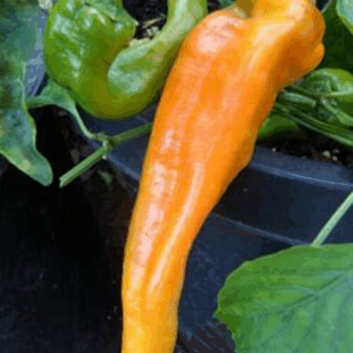 Golden Treasures - Pepper - Capsicum Annuum