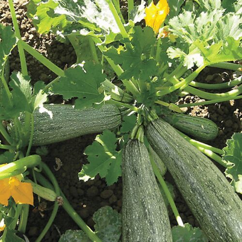 Greyzini Zucchini - Lebanese Squash