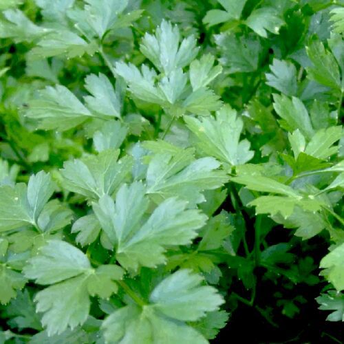 Parsley Italian - Petroselinum Crispum