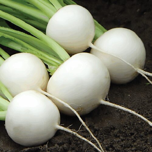 Hakurei Turnip - Brassica rapa