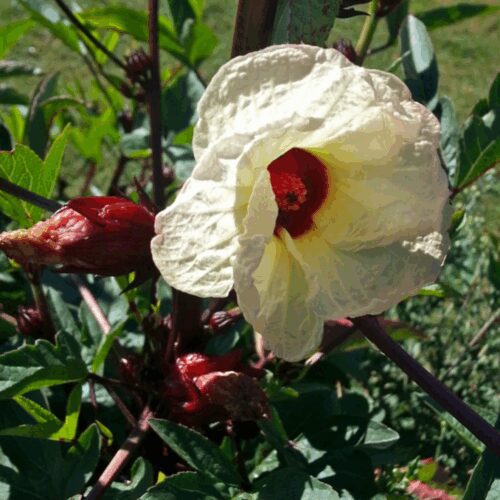 Hibiscus sabdariffa - Jamaica Sorrel - Roselle