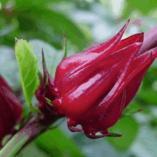 Hibiscus sabdariffa - Jamaica Sorrel - Roselle