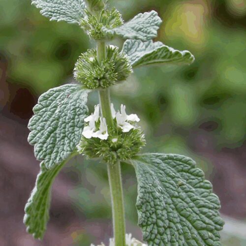 White Horhound - Marrubium Vulgare