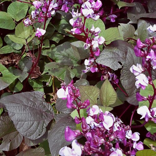 Hyacinth Horn Bean - Dolichos Lablab - "Red Leaved"