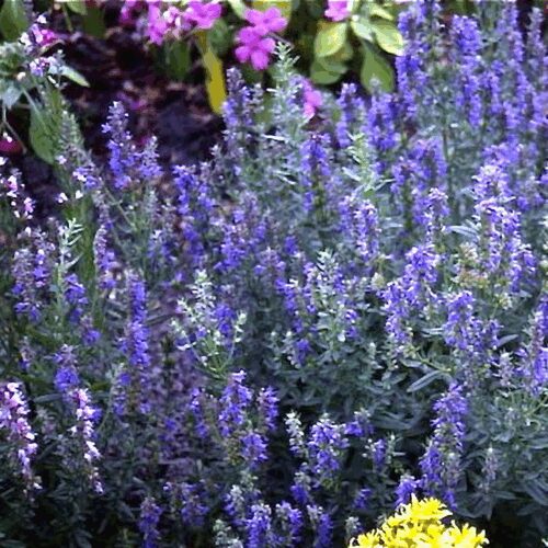 Hyssop - Hyssopus Officinalis