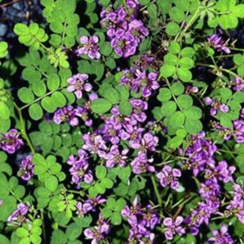 Indigo - Indigofera Pseudotinctoria - Rose Carpet