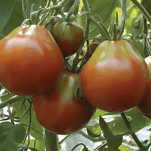 Japanese Black Trifele - Tomato