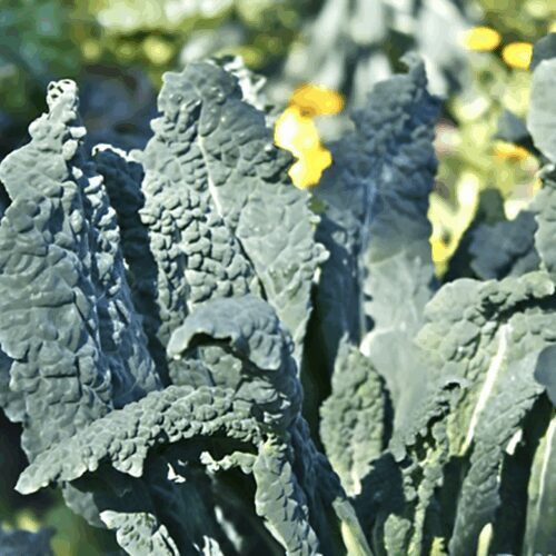 Kale - Lacinato - Italian Heirloom