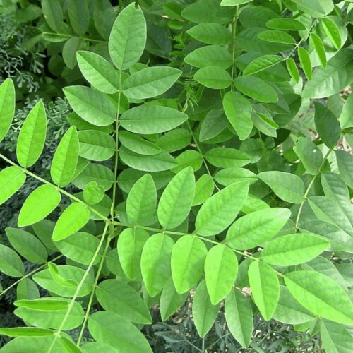 Licorice - Glycyrrhiza Glabra