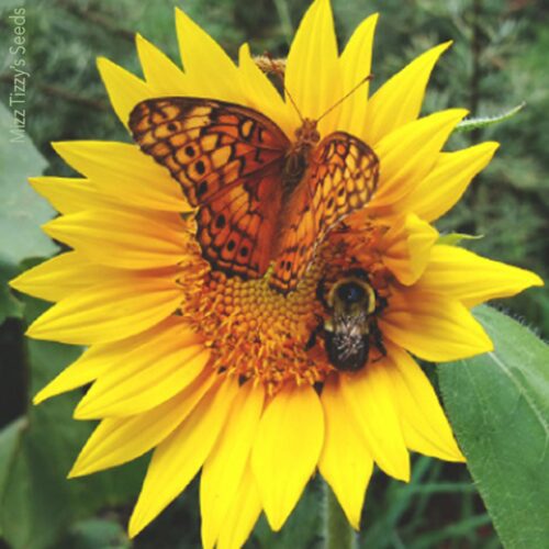 Butterfly, Bee, and Other Pollinator Attractor Collection