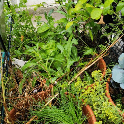 Late Season Gardening