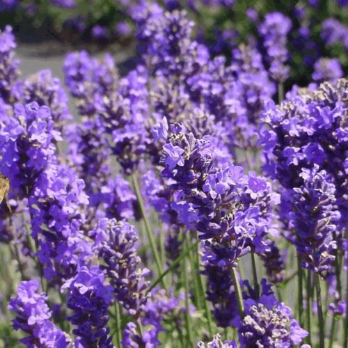 Lavender - Lavandula Angustifolia - “Munstead”