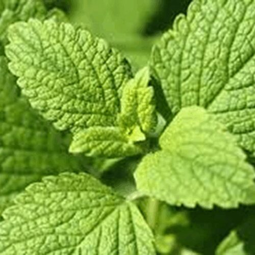 Lemon Balm - Melissa Officinalis