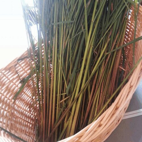 Lemon Grass - East Indian - Cymbopogon Flexuosus