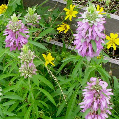 Lemon Mint - Monarda Citriodora